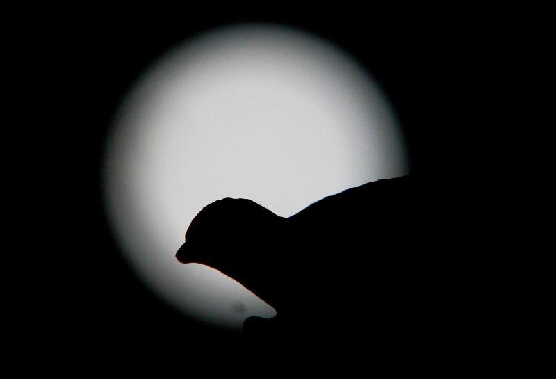 Agencia Uno - Superluna azul de agosto: ¿Cuándo será y dónde se verá? (Referencial)