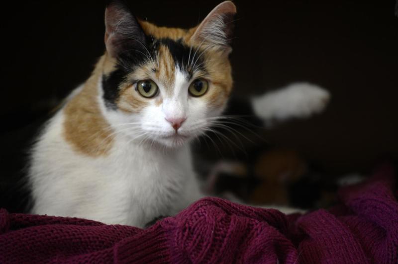 Agencia Uno - Hongo afecta a gatos