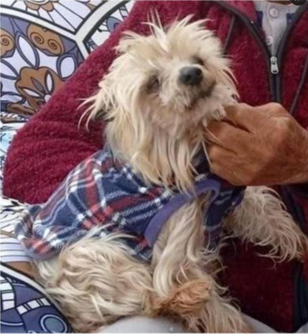 Captura - El perro se perdió en La Serena.