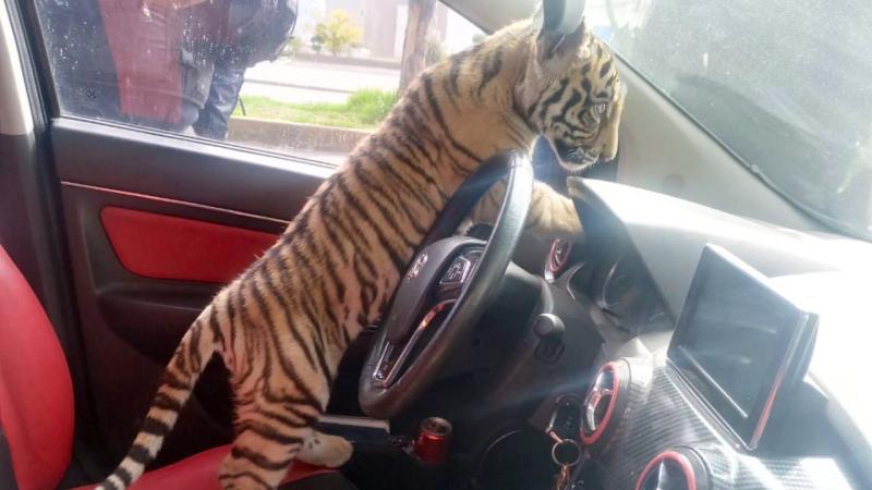 X @LetyVarela - Tigre de bengala en auto