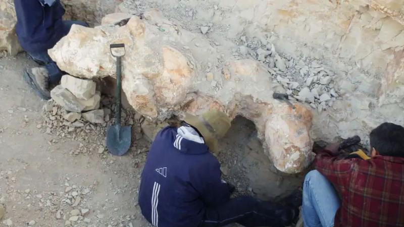 DW - El caso de la ballena no es único, ya que durante la última década han estado desenterrando enormes fósiles de la criatura en el desierto peruano de Ica, provincia en el sur de Perú