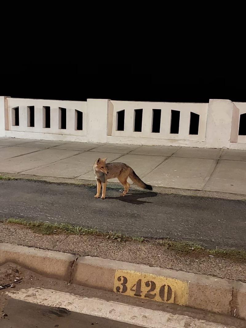 Nuevo zorro es avistado en la vía pública: Estas vez en las calles de Valparaíso