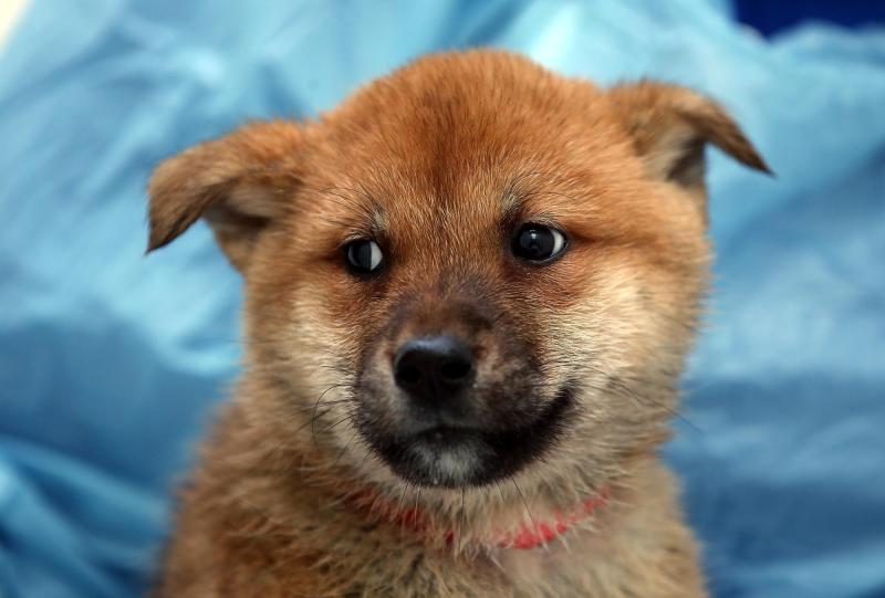 AFP - Perro rescatado de una granja de carne de perro en Corea del Sur.