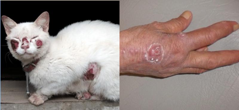 Así lucen gatos afectados y Esporotricosis humana