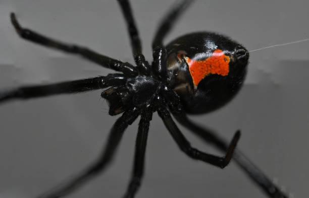Getty Images - Araña Viuda Negra