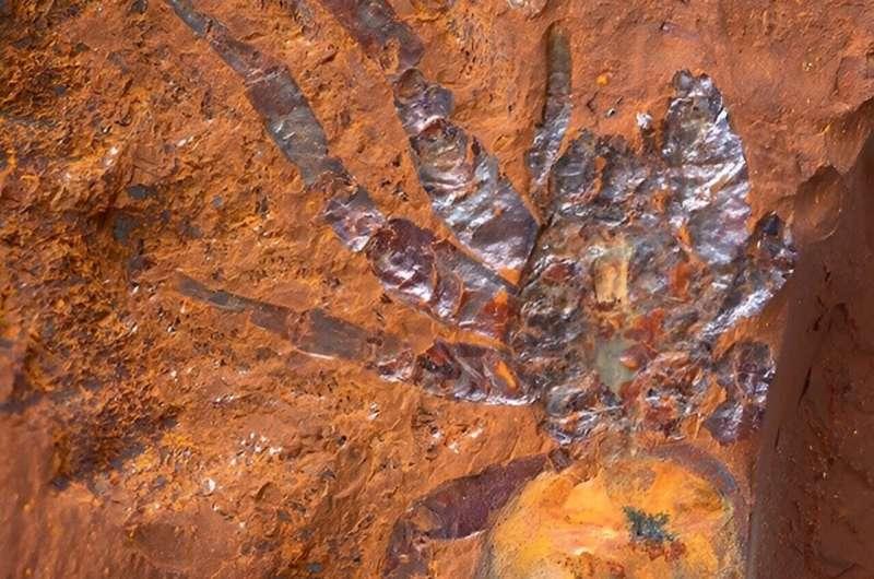 Museo de Australia - Hallan gigantesco fósil de araña en Australia: Es cinco veces más grande a su pariente actual más cercano