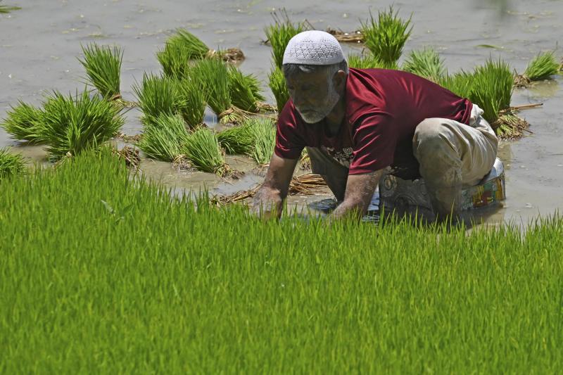 AFP/Archivos - Agricultores de arroz en Sringar, India.