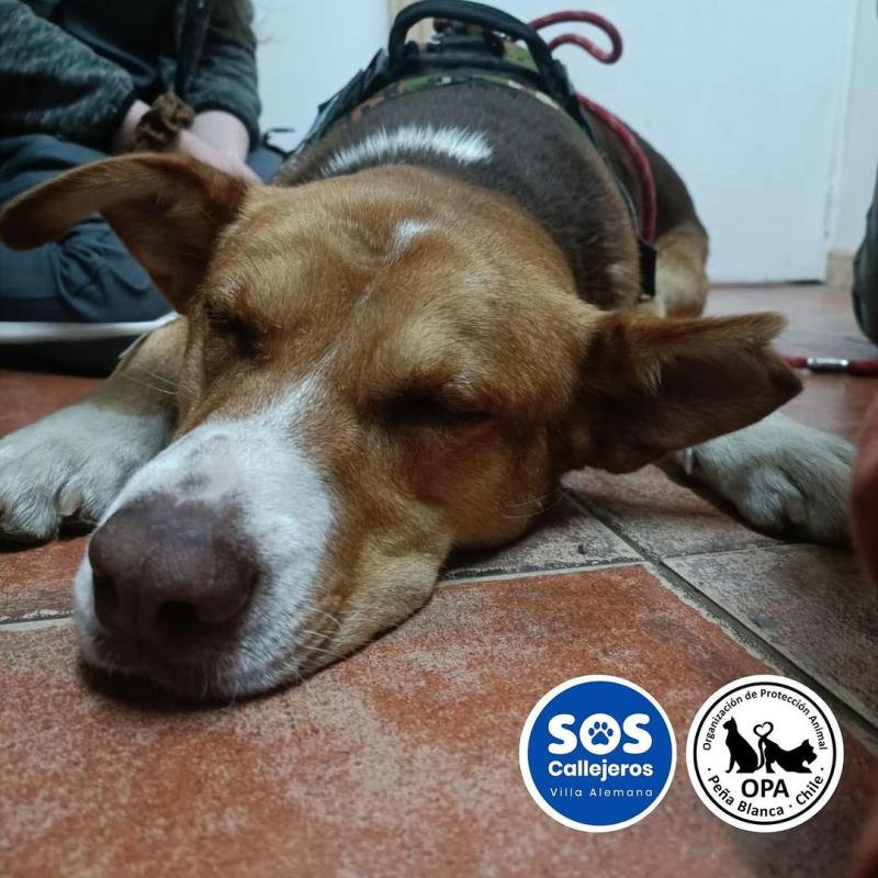 Instagram - Dante, perrito maltratado en Villa Alemana