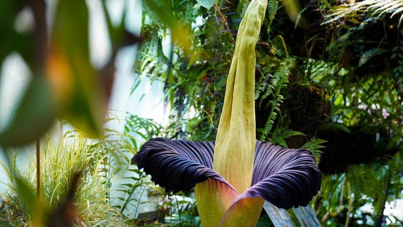 Deutsche Welle - "Amorphophallus titanum" titan arum en Varsovia, Polonia.