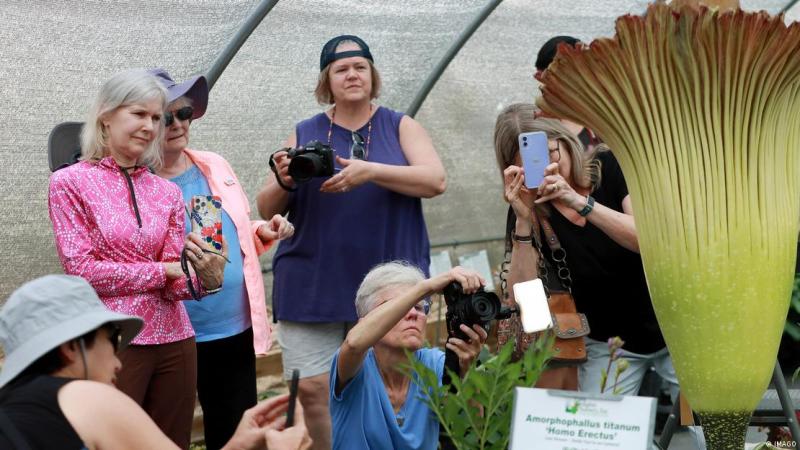 Deutsche Welle - Una rara flor cadáver durante el segundo día de su floración en el Jardín Botánico Juniper Level de Raleigh, Carolina del Norte.