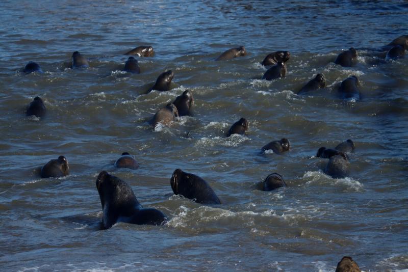AFP - Unos 400 lobos y leones marinos hallados muertos en las costas de Uruguay