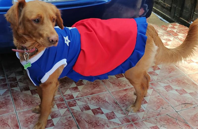 T13 - Mascotas en Fiestas Patrias