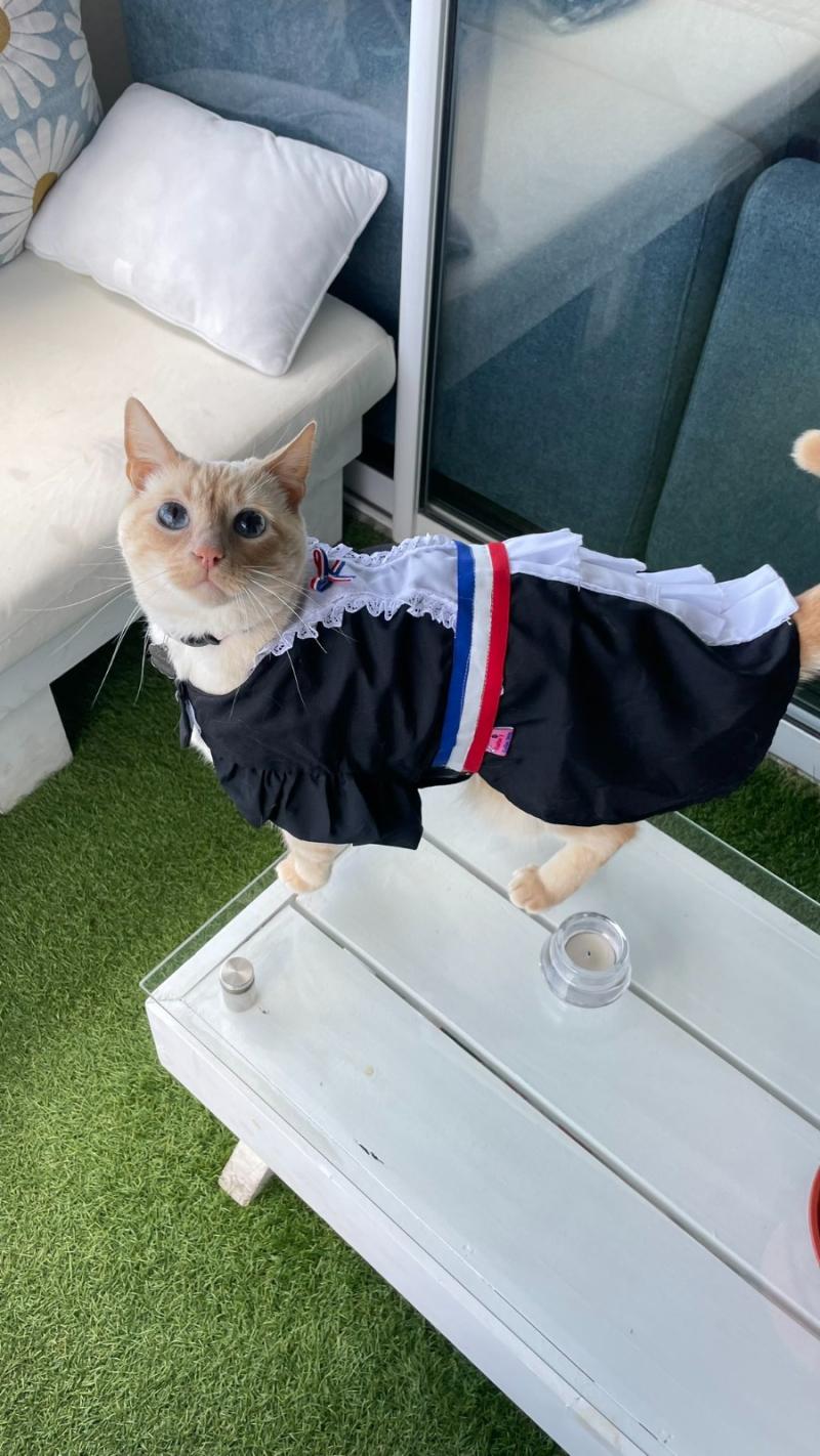 T13 - Mascotas en Fiestas Patrias