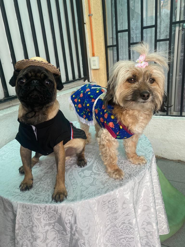 T13 - Mascotas en Fiestas Patrias