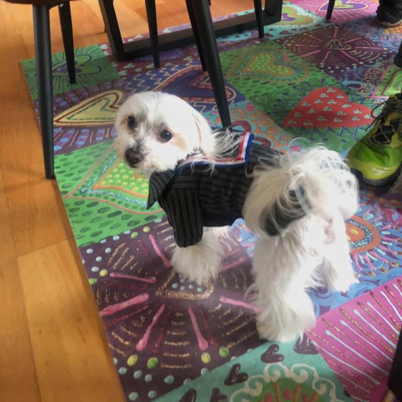 T13 - Mascotas en Fiestas Patrias