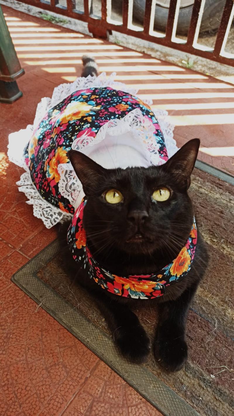 T13 - Mascotas en Fiestas Patrias