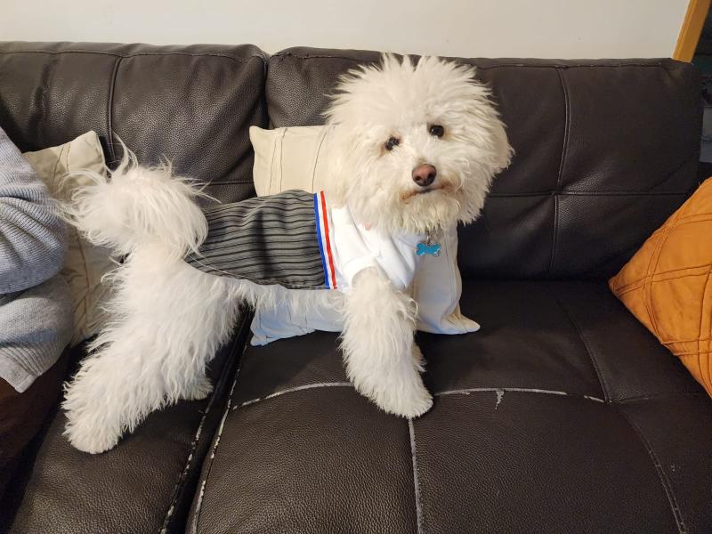 T13 - Mascotas en Fiestas Patrias