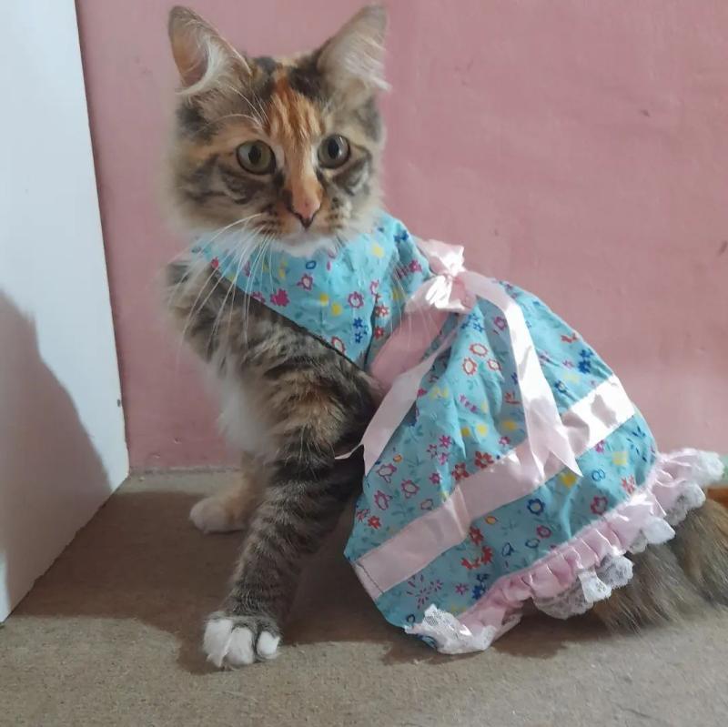 T13 - Mascotas en Fiestas Patrias