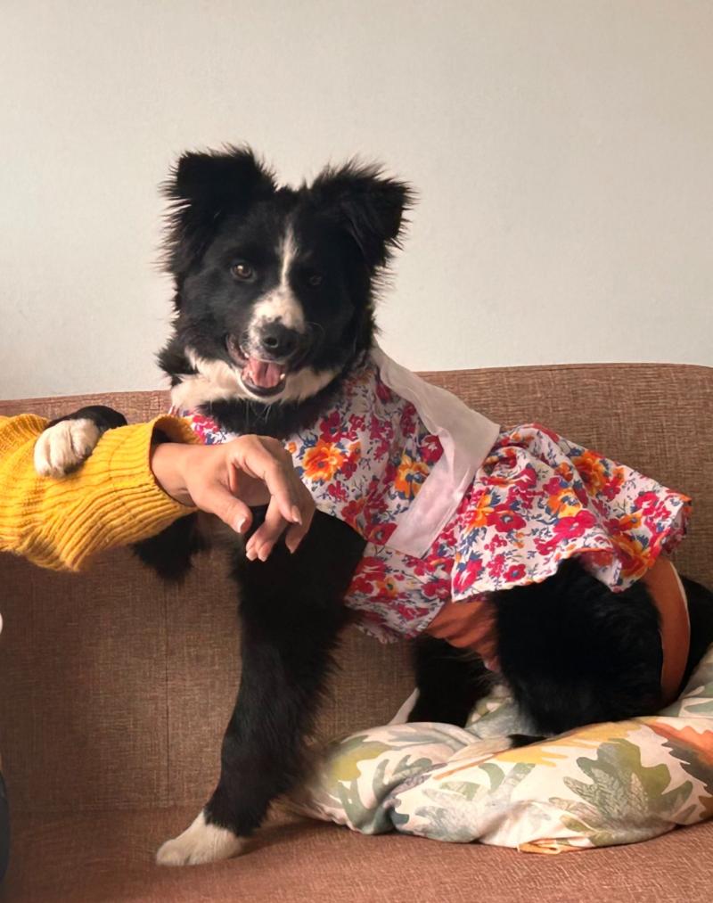 T13 - Mascotas en Fiestas Patrias