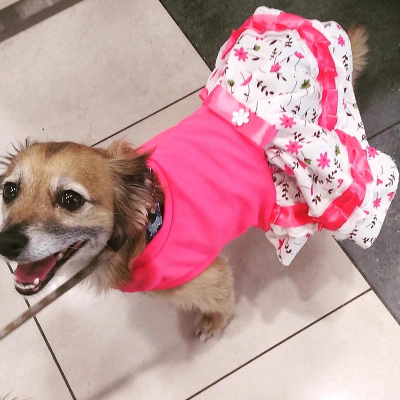 T13 - Mascotas en Fiestas Patrias