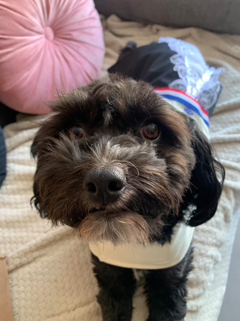 T13 - Mascotas en Fiestas Patrias