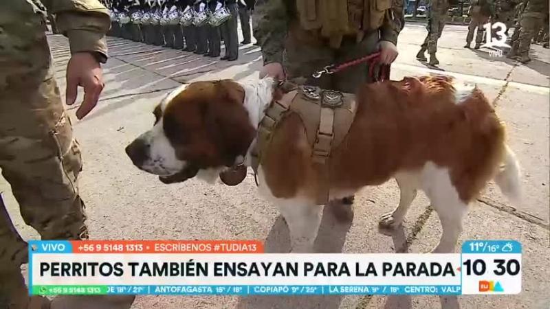 Miel, la San Bernardo que debutará en la Parada Militar