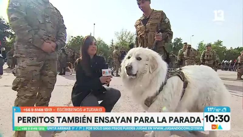 Homero, perro que debutará en la Parada Militar