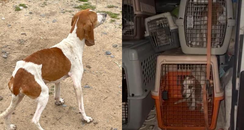 PDI - Operativo tras denuncia de maltrato animal