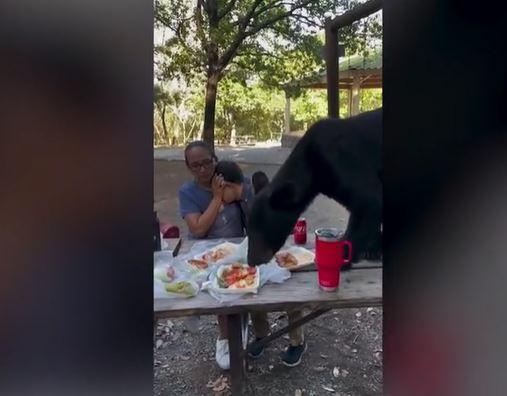 Captura Youtube - oso interrumpe picnic