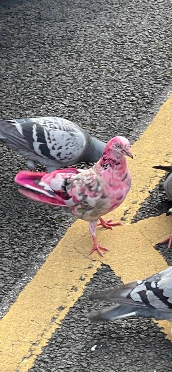 Twitter - Paloma rosada sorprende a habitantes británicos