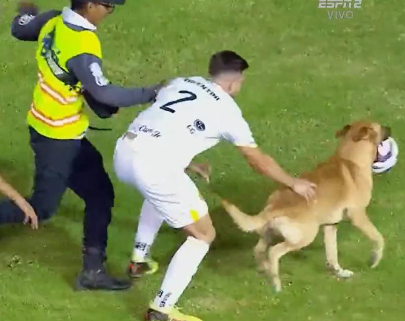 Ni los jugadores pudieron detener al perrito - Créditos: Captura ESPN