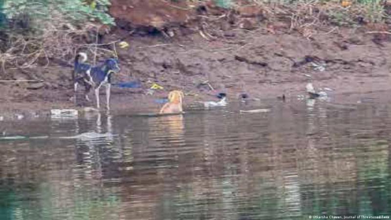 El perro vagabundo acabó escapando de la jauría de perros que lo perseguía.