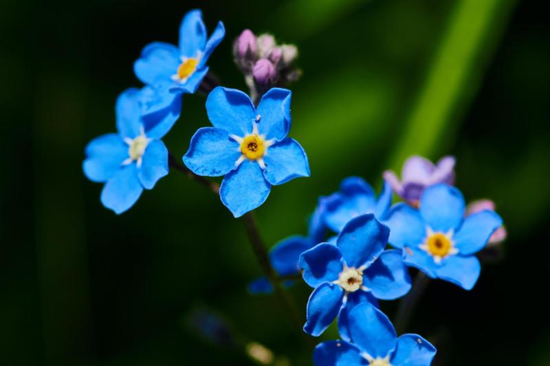 Pexels: Philipp Fahlbusch - Flores azules