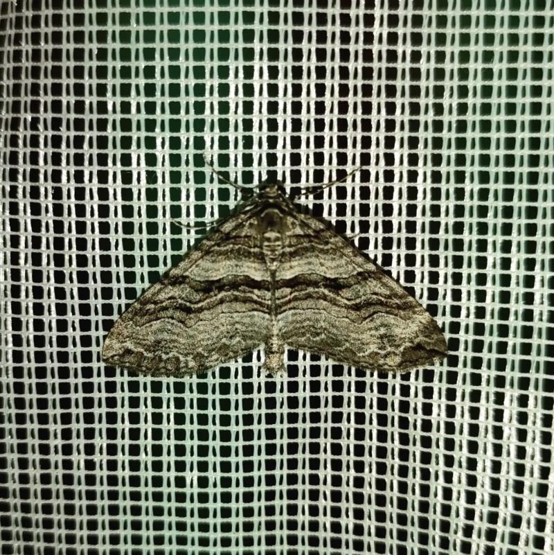 Instagram @lepidopteros_chile - Polillas