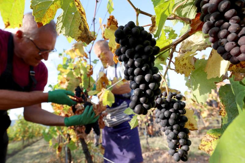 AFP - Viñedo referencial