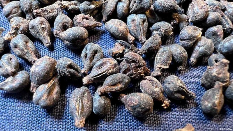 Estas semillas de uva, excelentemente conservadas, se encontraron en las tinajas de vino selladas de la tumba de la reina Meret-Neith en Abydos