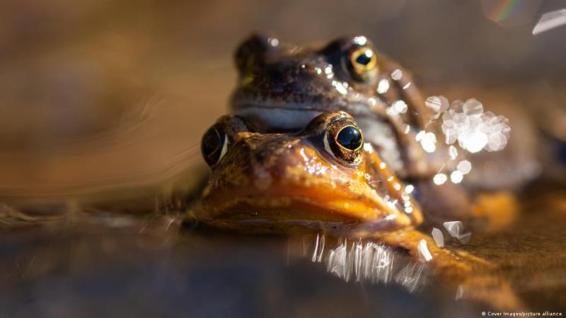 Deutsche Welle - Ranas en apareamiento.