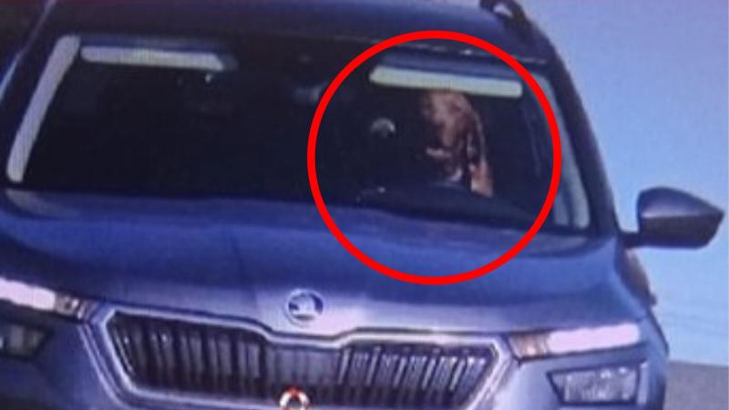 Facebook: Polícia Slovenskej republiky - Perro "conduciendo" en Eslovaquia