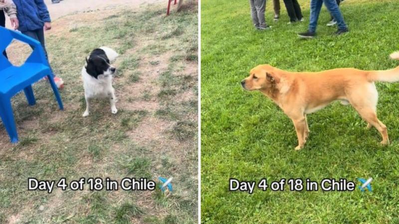 Captura TikTok @demitra_carter - Atleta que probó completo también se refirió a perros callejeros