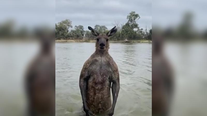 TikTok/Mick Moloney - Canguro atacando a un perro en Australia