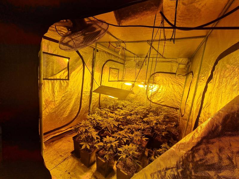 Carabineros decomisó plantas de marihuana evaluadas en 830 millones de pesos