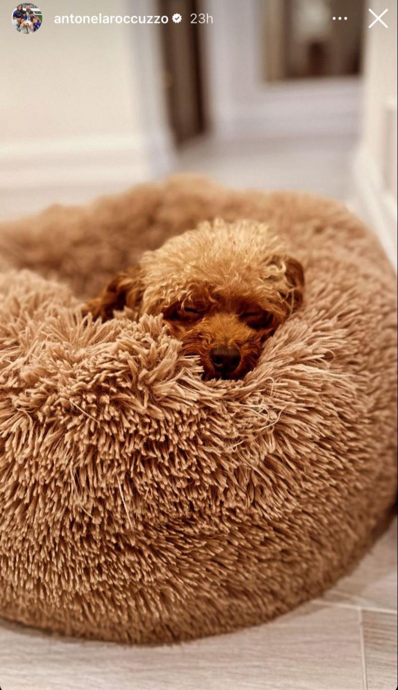 Antonela Roccuzzo, la pareja de Lionel Messi presentó a "Abu" - Crédito: Instagram