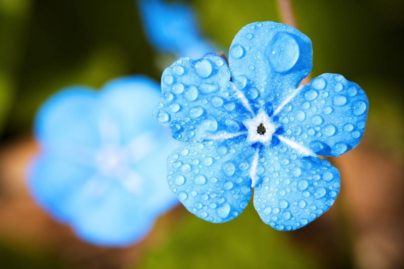Pixabay: Evgeni Tcherkasski - Flores azules