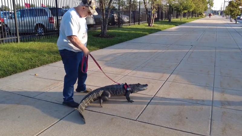 Captura X - Caimán de apoyo emocional