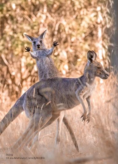 Captura de Instagram @comedywildlifephoto - Imagen finalista del Comedy Wildlife Photo Awards