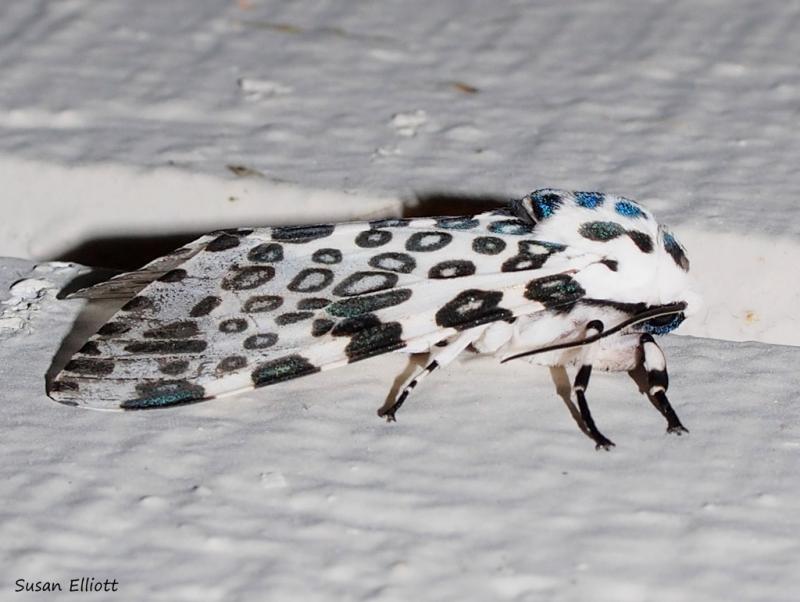 Susan Elliott, algunos derechos reservados (CC-BY-NC) - Así lucen las polillas leopardo gigante