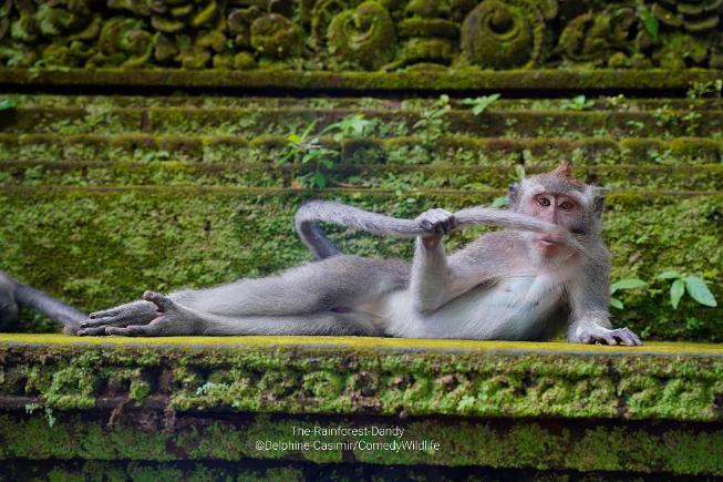 Captura de Instagram @comedywildlifephoto - Imagen finalista del Comedy Wildlife Photo