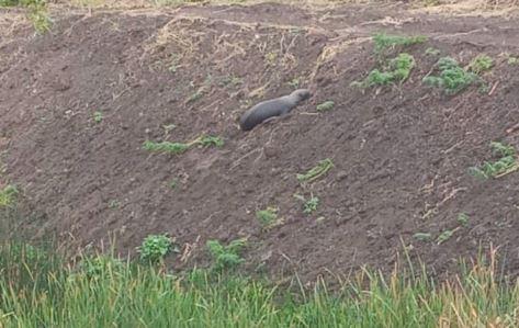 Lobo de mar en estero Llolleo