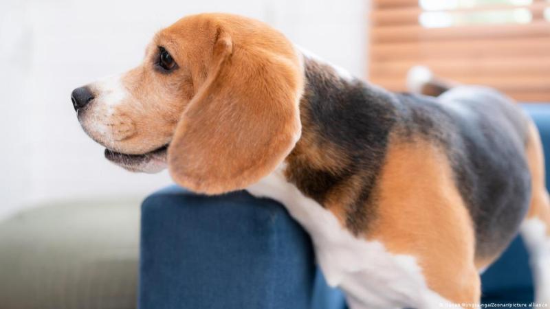 Deutsche Welle - Los investigadores emplearon la herramienta CRISPR/Cas9 para modificar el gen SHANK3, lo que dio como resultado un linaje de perros de la raza beagle que mostraron comportamientos habituales en este tipo de desorden como la ansiedad y la fobia social.