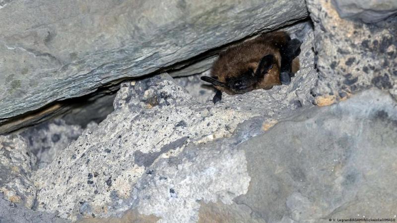 Deutsche Welle - Murciélago de vuelo tardío "Eptesicus serotinus", hibernando en un túnel.